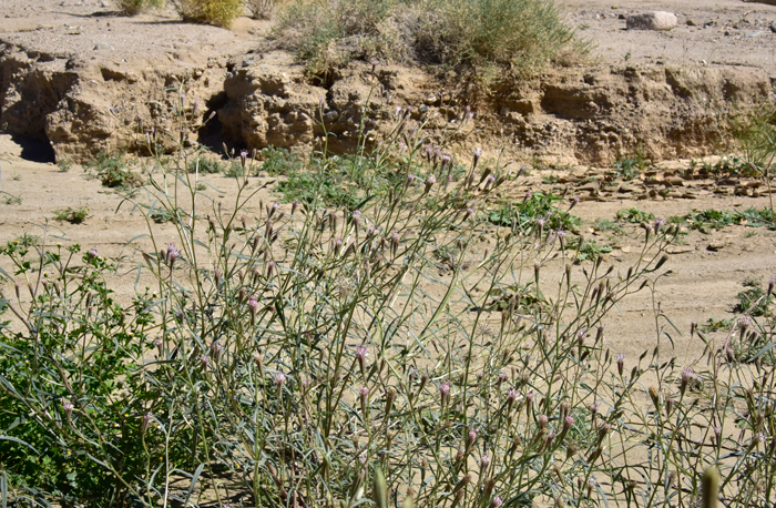 Desert Palafox prefers elevations from sea Level to 2,000 feet (0-610 m). Habitat preferences include sandy plains, mesas, washes, dunes, and creosote-bush (Larrea) communities. Palafoxia arida var. arida